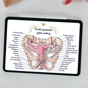 Digital illustration Female reproductive system anatomy EN