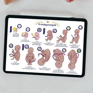 Peut inclure: Une illustration colorée représentant le développement d'un fœtus de 5 semaines à 40 semaines. Chaque étape est représentée par un fœtus de dessin animé avec un fruit ou un légume correspondant, montrant la taille et le développement du bébé à chaque étape. L'illustration est intitulée "Le développement foetal" en français.