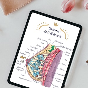 Ilustración digital anatomía de la lactancia materna 1 FR