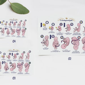 Póster Desarrollo fetal 1 FR