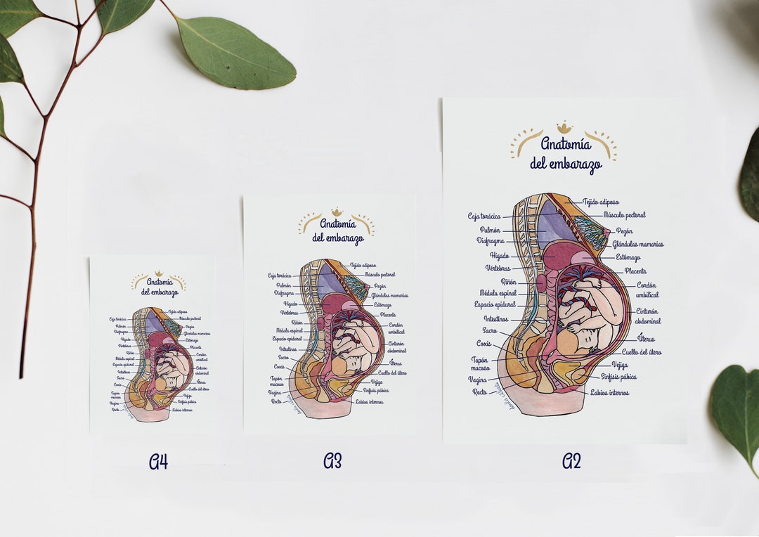 Poster Anatomie der Schwangerschaft 1 DE - Etsy.de
