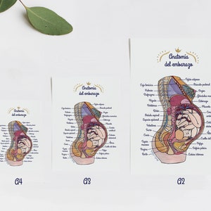 Poster Anatomia del embarazo 1 ES