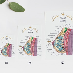 Poster anatomía mamaria 1 ES