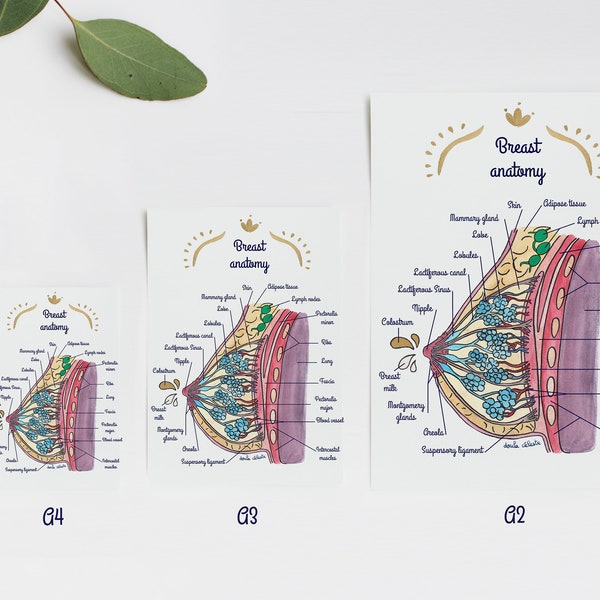 Poster breast anatomy 1 EN