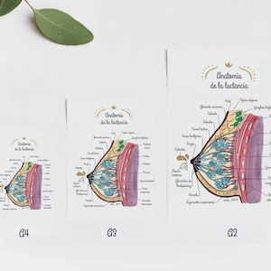 Poster Anatomia de la lactancia 2 ES