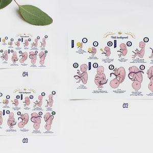 Póster El desarrollo fetal 1 ES