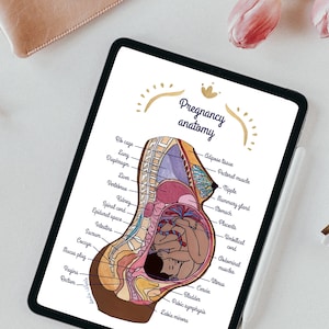 Digital illustration Anatomy pregnancy 2 EN