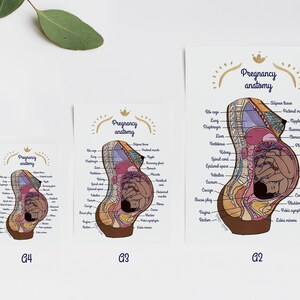 Póster - Anatomía del embarazo 2 ES