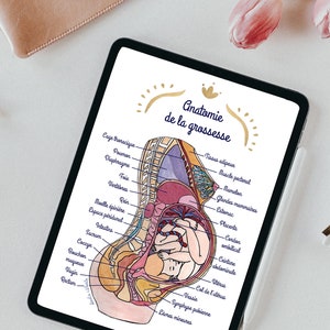 Ilustración digital anatomía del embarazo 1 FR