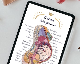 Illustrazione digitale anatomia della gravidanza 1 FR