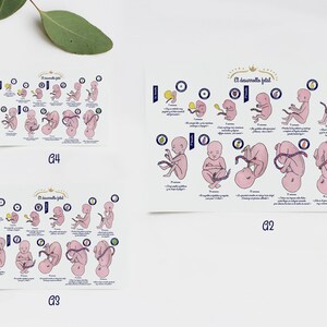 Poster E l desarrollo fetal 1 ES