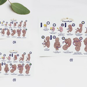 Poster El desarrollo fetal 2 ES