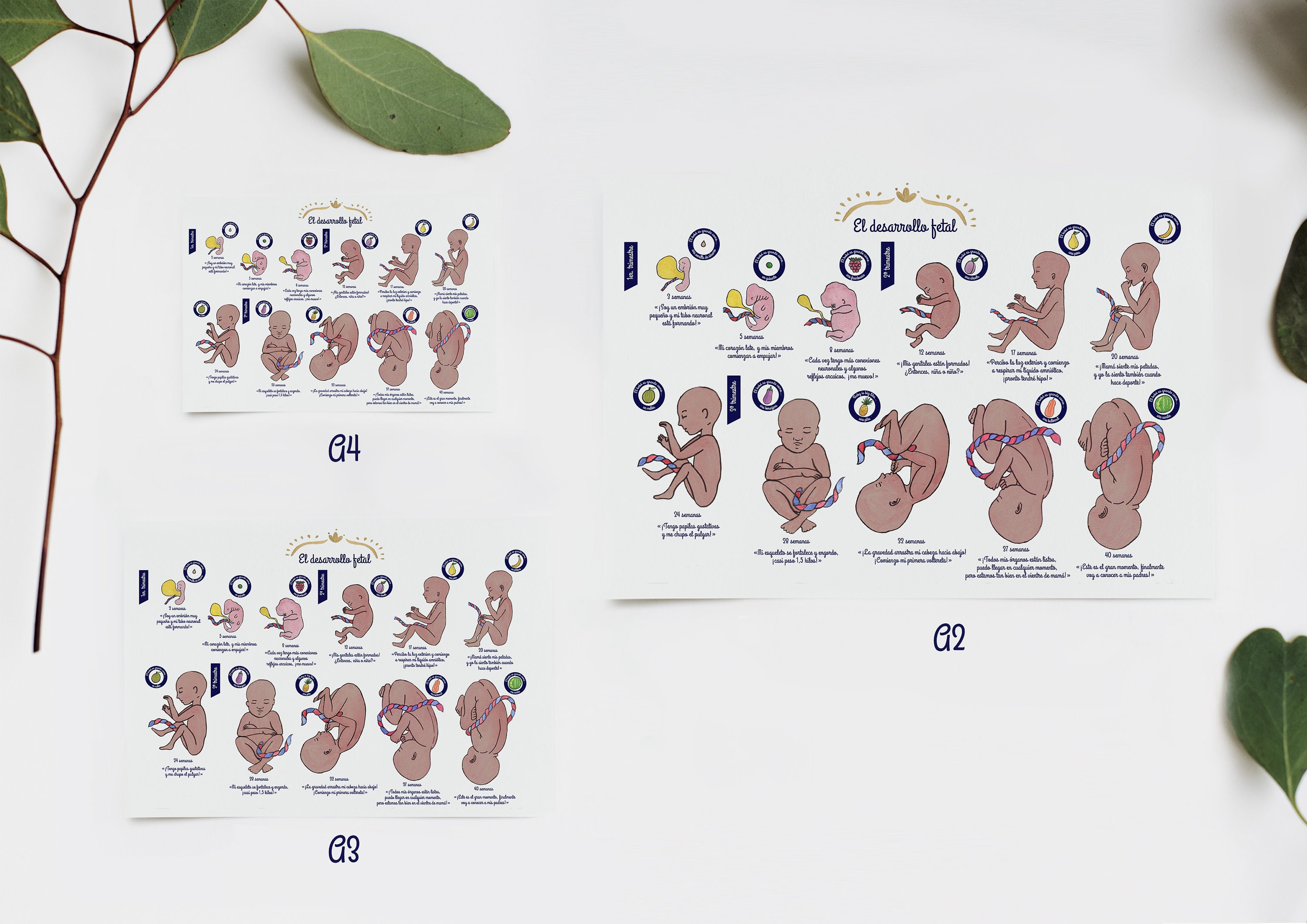 Poster Fetal Development 2 ES - Etsy Canada