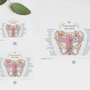 Póster Anatomía del aparato reproductor femenino ES