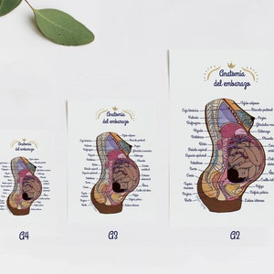 Copy of Poster Anatomia del embarazo 2 ES