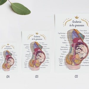 Poster L'anatomia della gravidanza 1 FR