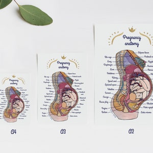 Poster - Anatomia della gravidanza 1 IT