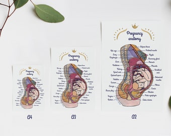 Poster - Pregnancy anatomy 1 EN