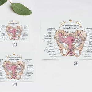 Poster La anatomia del aparto reproductor feminino ES