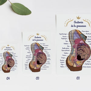 Poster A anatomia da gravidez 2 FR