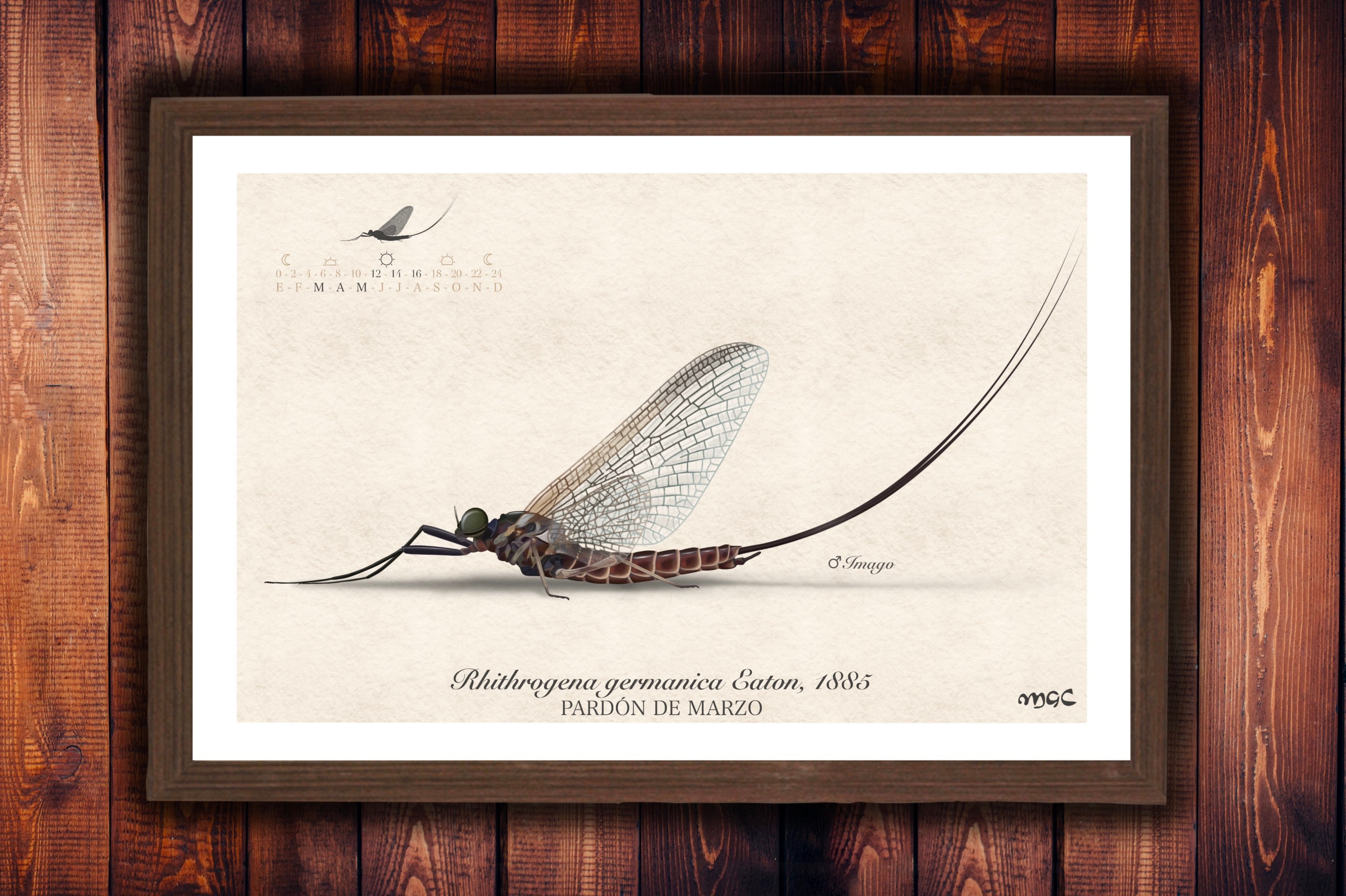 Illustrations Ephemeroptera/Trichoptera