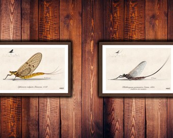Two (2) Ephemeroptera/Trichoptera Illustrations