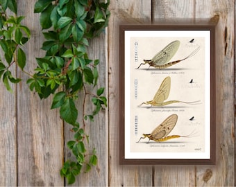 Illustrations in Ephemeroptera Group
