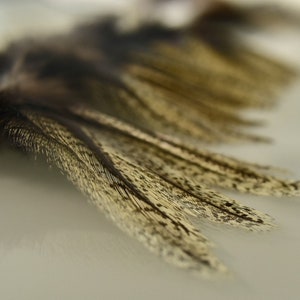 Authentic Coq de Leon Saddle (12 units pack)