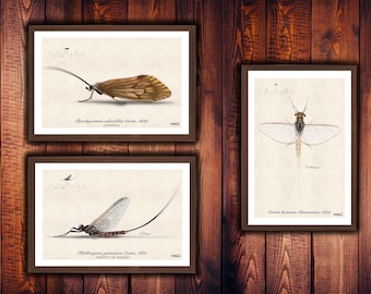 Three (3) Illustrations Ephemeroptera/Trichoptera
