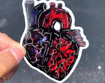 Anatomical heart medical art vinyl sticker