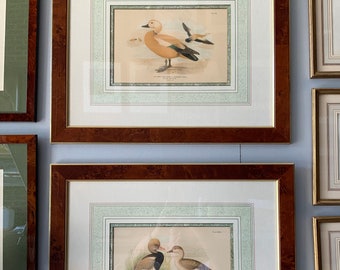 Set of 2 large beautiful paintings (54 x 45 cm) - colored lithograph of ducks with beautiful walnut frames