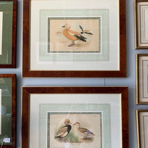 May include: Two framed prints of vintage bird illustrations. The top print features a white duck with a brown head and a brown duck in the background. The bottom print features two ducks, one brown and white and the other white with a brown head, standing in a grassy area.