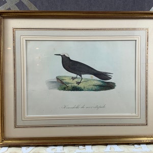 Antike Radierung in einem goldfarbenen Rahmen in perfektem Zustand - Hirondelle de mer stupide