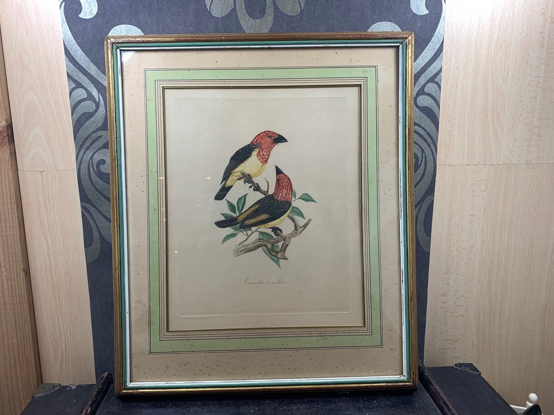 タマティア・ア・コリアー - 美しい金色の木製フレームのガラスの背後