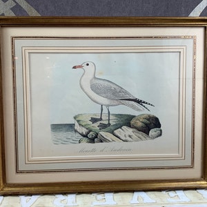 Antique etching in a gold-colored frame in perfect condition - Mouette d&#39;Audòun - gold-colored frame - country style painting - brocante
