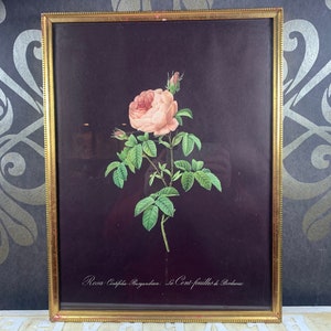 May include: A framed botanical print of a pink rose with green leaves and buds against a dark background. The text "Rosa Centifolia Burgundiae Le Cent feuilles de Bordeaux" is printed below the rose.