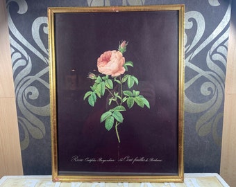 Vintage framed etching behind glass - Rosa centifolia Burgundiaca Le cent-feuilles de Bordeaux