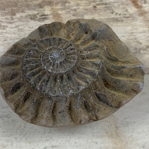 Fossilized ammonite - old find