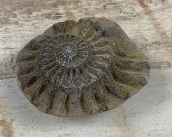 Ammonite fossilisée - découverte ancienne