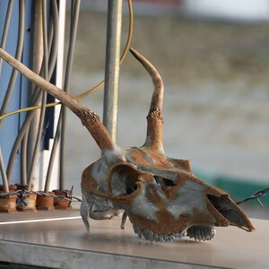 Mergsorr - Deer Skull