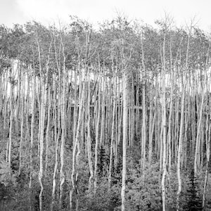 Deer Valley Aspens