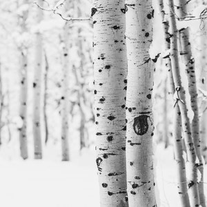 Snowy Aspen Duo