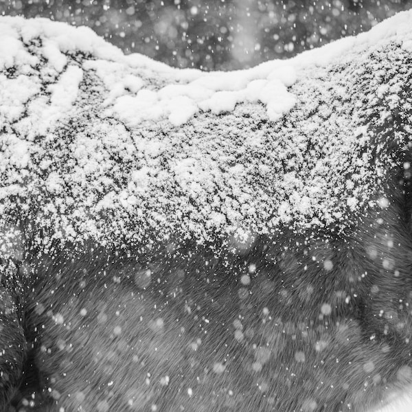 Snowfall Horse
