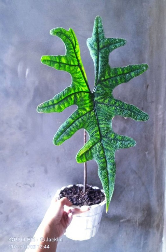 Free Phytosanitary Certificate 2-4 Leaves Alocasia Jacklyn SP Sulawesi 