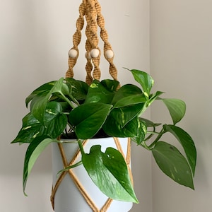 May include: A macrame plant hanger with a white wooden ring, a white pot, and a green plant. The hanger is made of mustard yellow cord and has wooden beads.