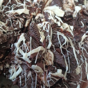 Oreo Brownie Bars