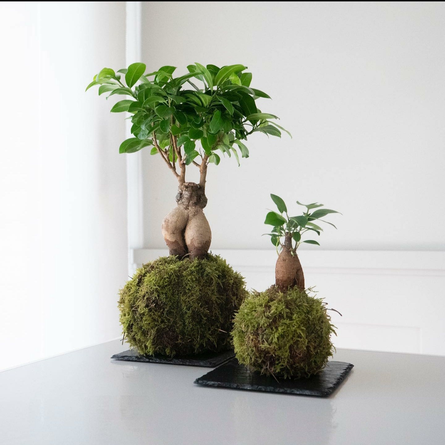 Kokedama bonsai ficus ginseng Etsy