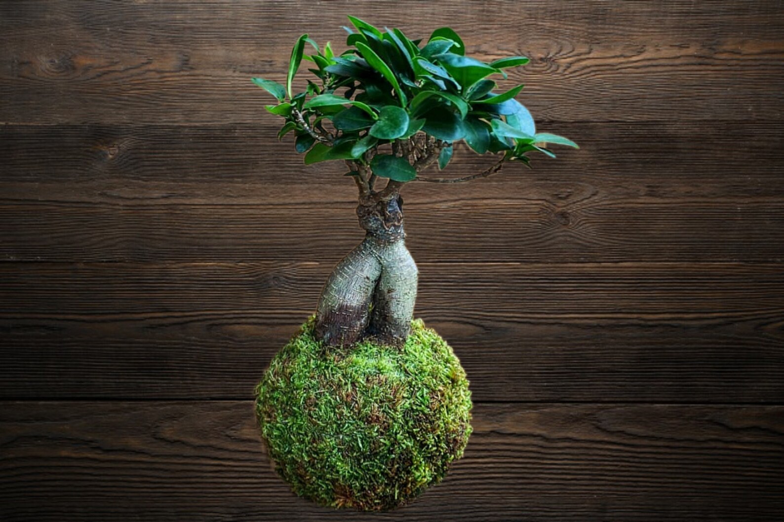 kokedama ginseng