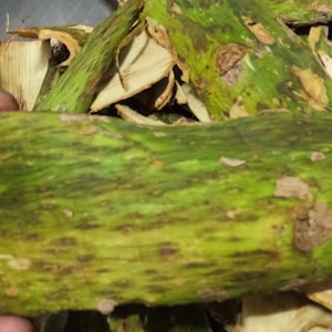 May include: A close-up of a green and brown bamboo stalk. The bamboo stalk is held by a hand and is surrounded by other pieces of bamboo and bamboo shavings. The bamboo has a textured surface.
