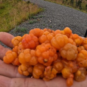Cloudberry. Rubus chamaemorus.  Alaska Wild Harvest. Live plant.  5 Dormant Rhizomes **Please read full listing prior to purchase**